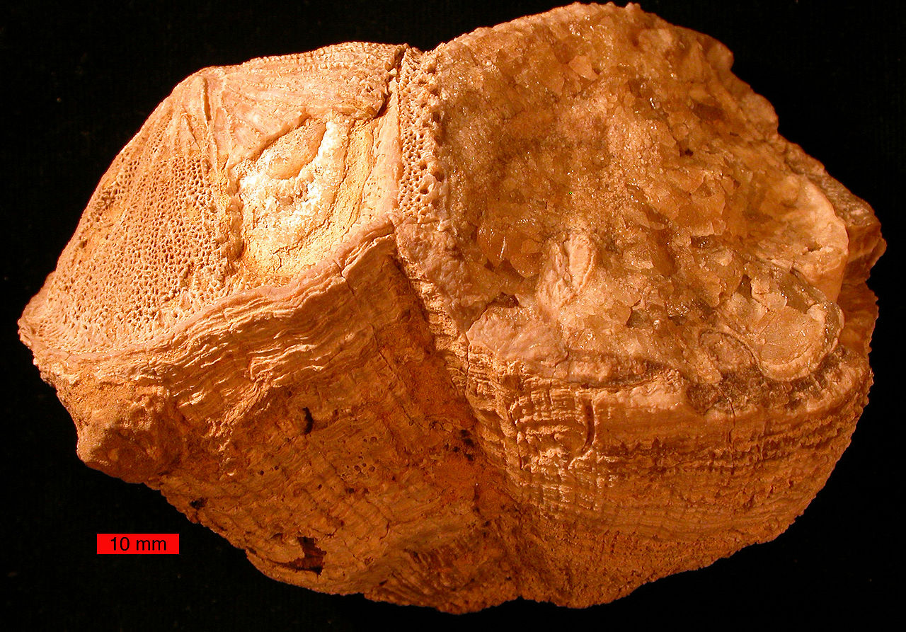 RudistCretaceousUAE