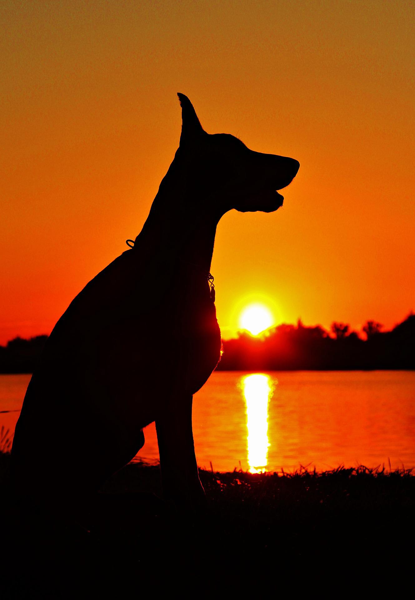dog_days